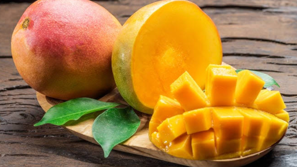 Live Grafted Kent Mango Tree – 3 Gal Pot – Tropical Fruit Tree – No Ship to CA
