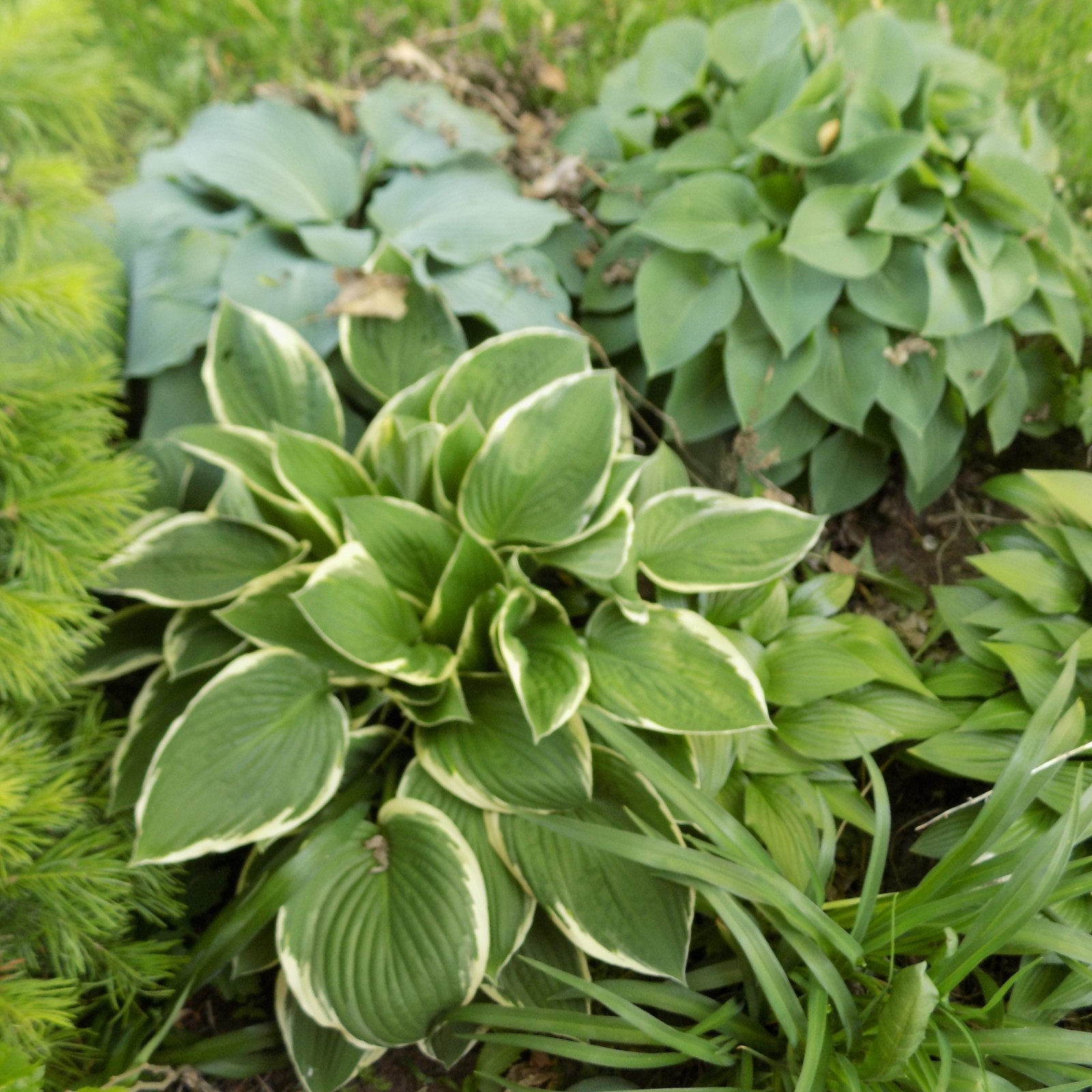 5 MEDIUM HOSTAS OF “HADSPEN BLUE”–GORGEOUS, FAST-GROWING, AND WILL TURN BLUE!