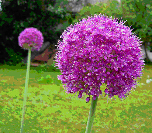 40+ RARE HUGE PURPLE ALLIUM SENSATION 4-6″ SOFTBALL “AFLATUNENSE” FLOWER SEEDS!