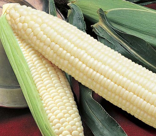 Silver Queen Corn F1 Seed Treated 1/2 lb