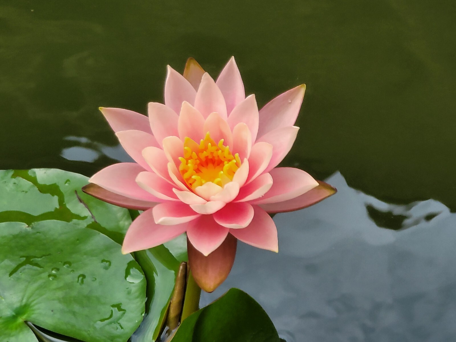 Live Nymphaea Hardy Hawaiian Angelskin Waterlily Aquatic Pond Plant with Rhizome