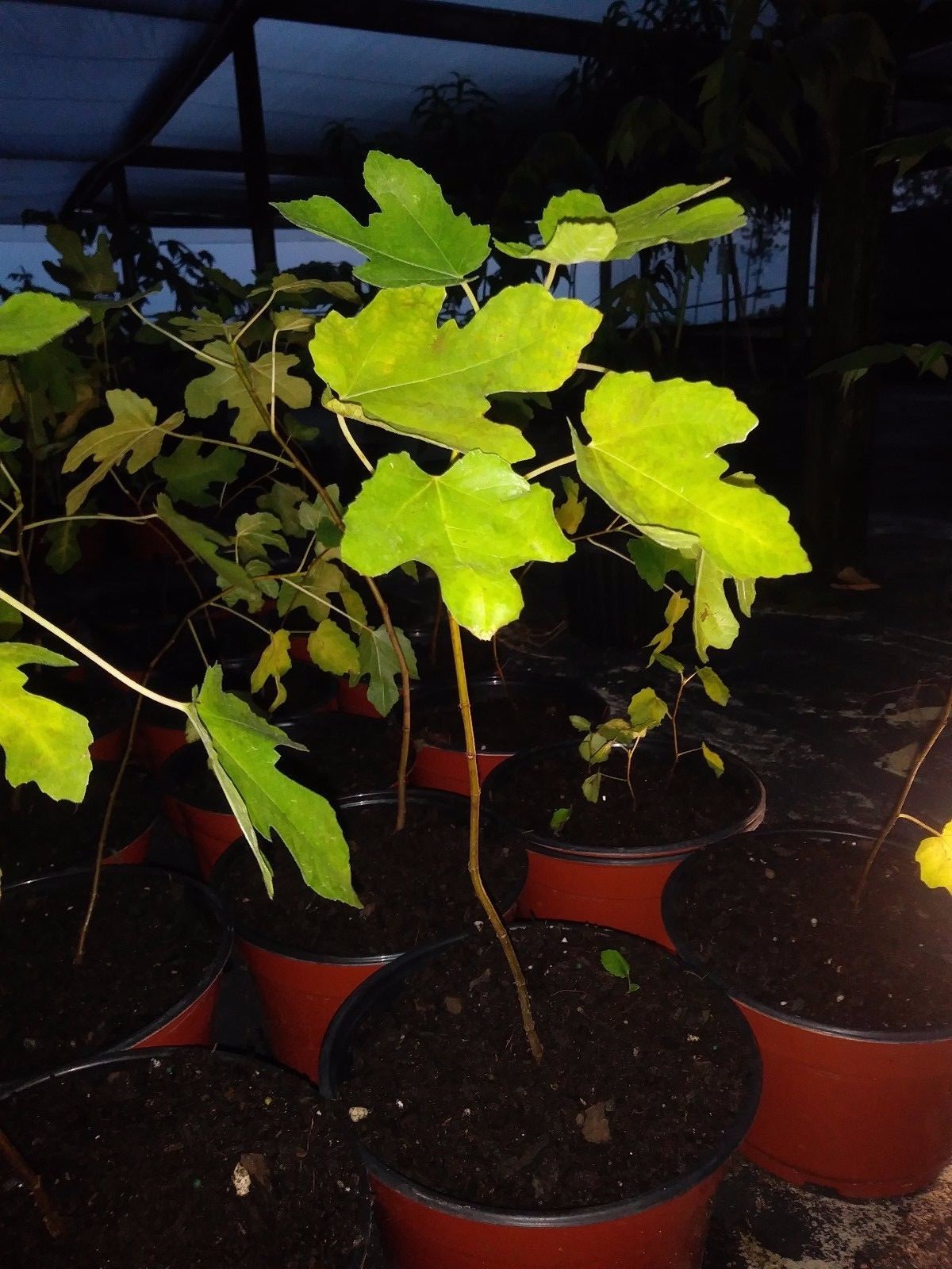 Ficus “brown turkey” Fig Tree plant cold hardy not dormant