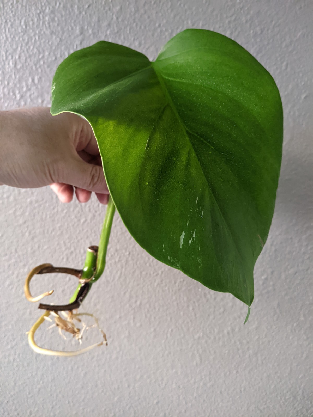 Monstera Albo Deliciosa, Reverted into Swiss Cheese Plant, FREE Shipping
