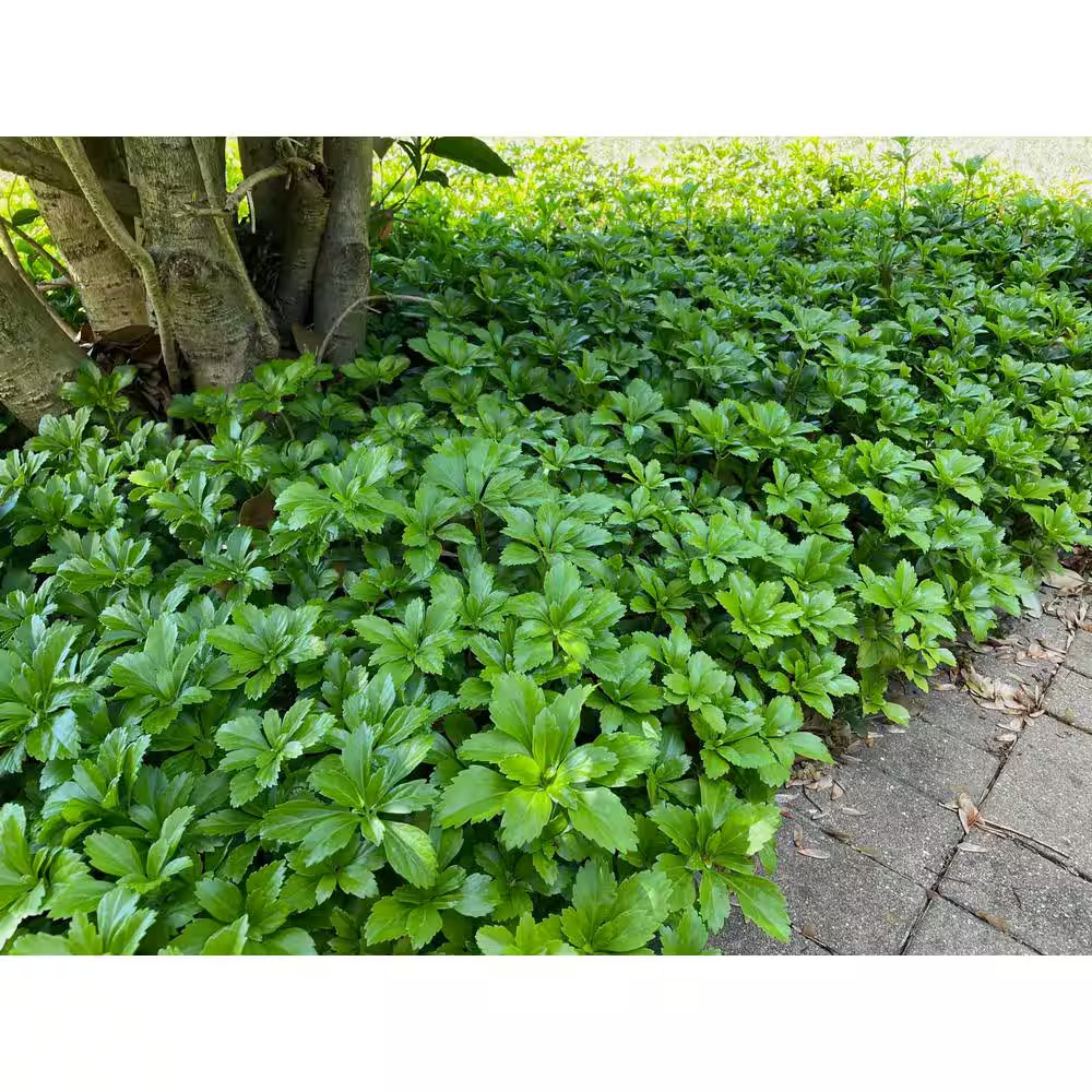 1 Gal. Japanese Pachysandra Shrub with Dense Groundcover Carpet of Dark Green Fo