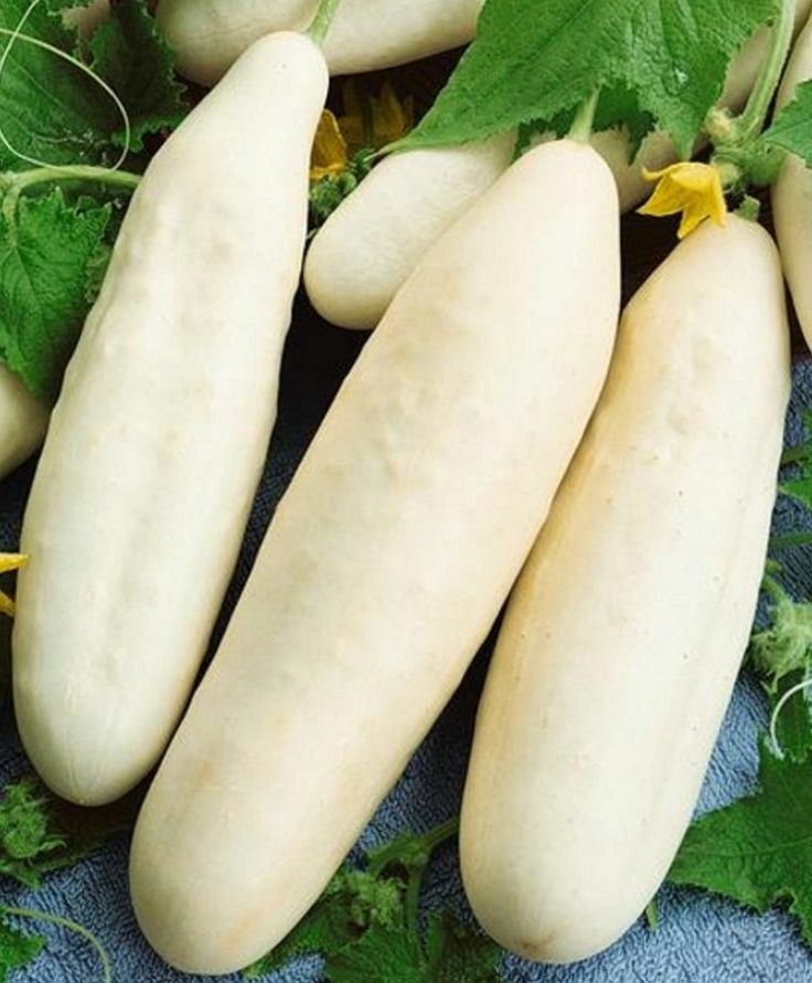 White Wonder Cucumber Seeds 50+ Vegetable Garden Heirloom NON-GMO FREE SHIPPING