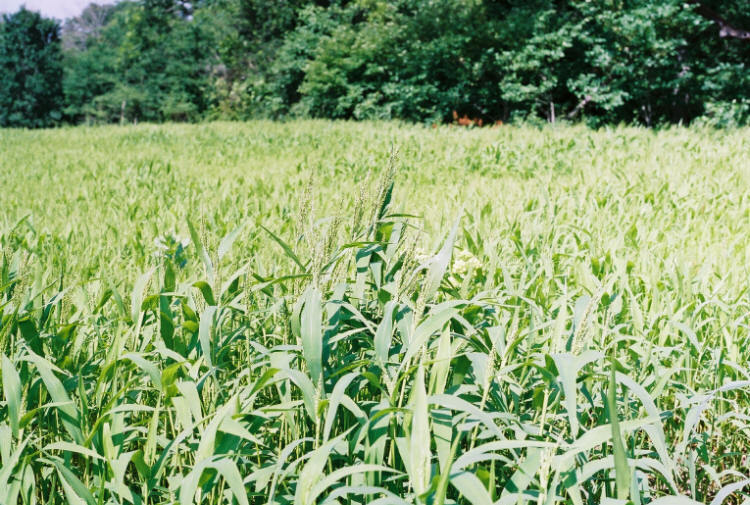Brown Top Millet Seeds “Premium Florida Grown” 5 lbs.