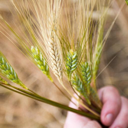 Organic Emmer Farro Seeds (200) / ANCIENT WHEAT / GRAIN / EXTREMELY RARE