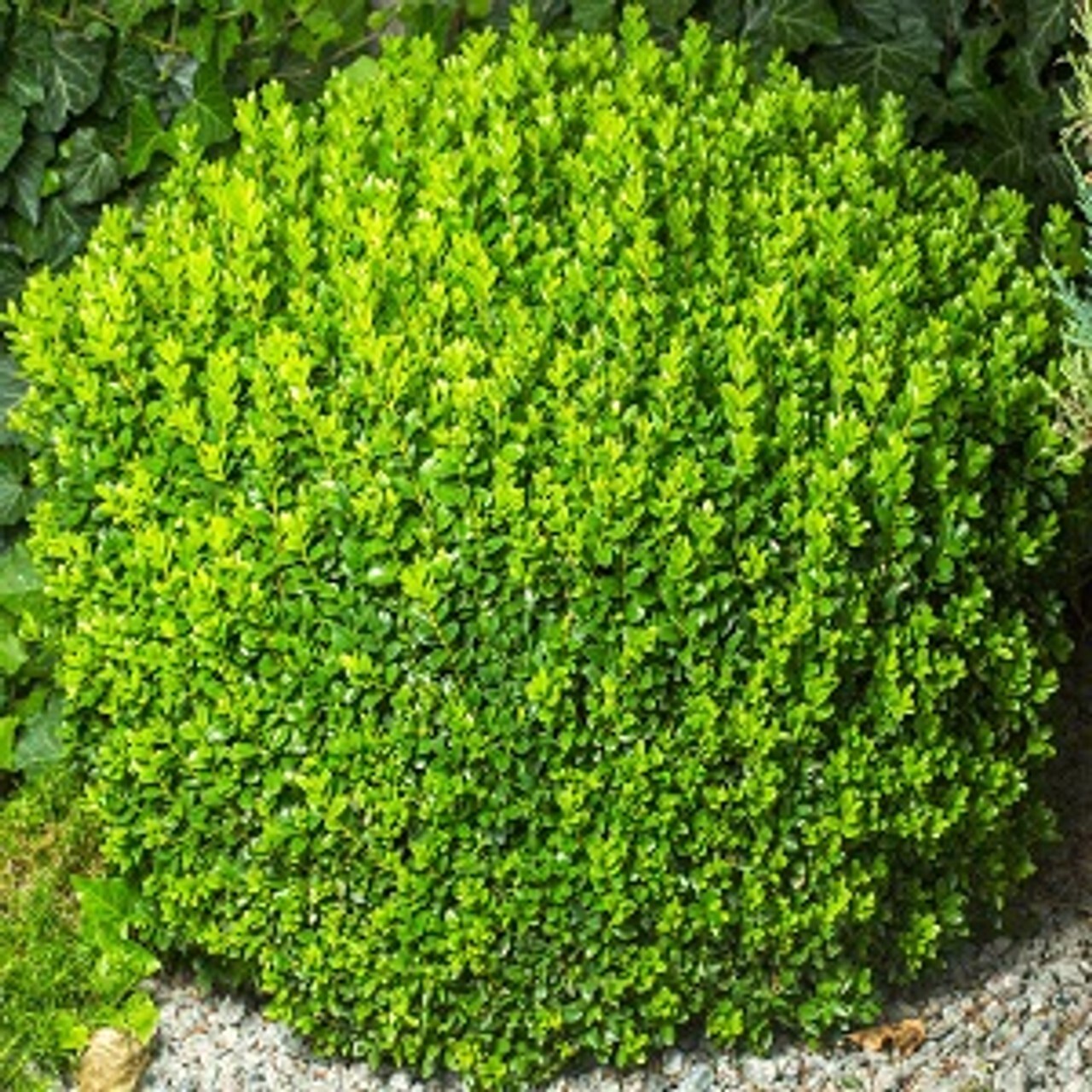 3 Plants ‘Green Velvet’ (Boxwood) Evergreen, 2.5 – Size Container