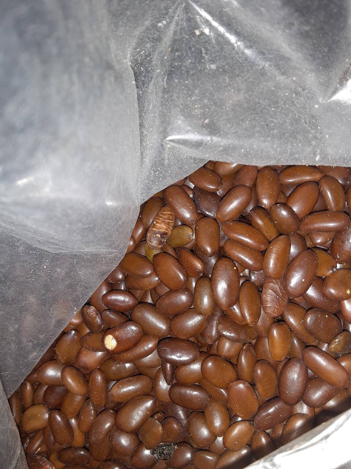 Caspian Locust Tree Seeds (Gleditsia Caspica) (Persian Honeylocust)
