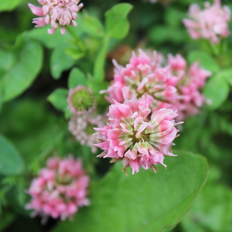 Strawberry Clover Seeds 250+ Trifolium Fragiferum NATIVE PERENNIAL USA FREE S&H