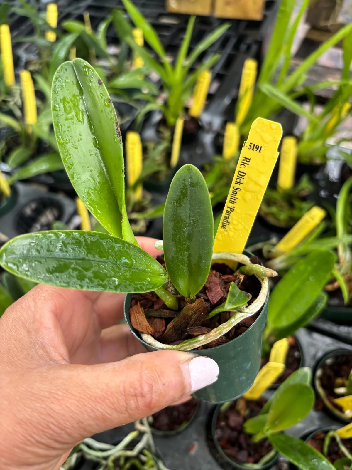 Blc cherry kiss
