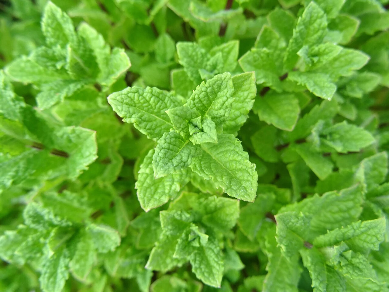 500 PEPPERMINT SEEDS Mint NonGMO