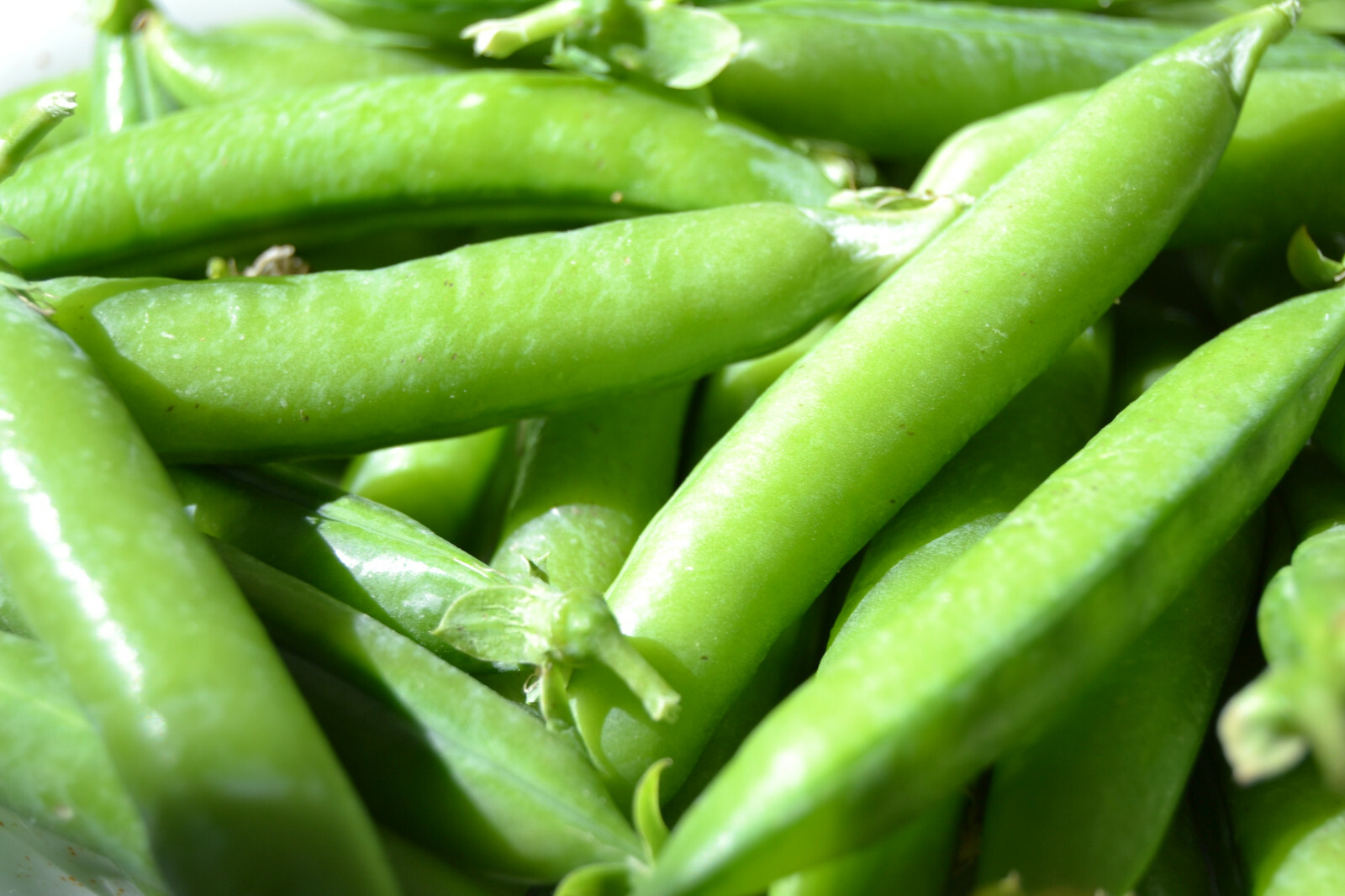 Wando Pea 100 Seeds = Sweet Round Pods = Shell or Pod Warm and Cold Climates