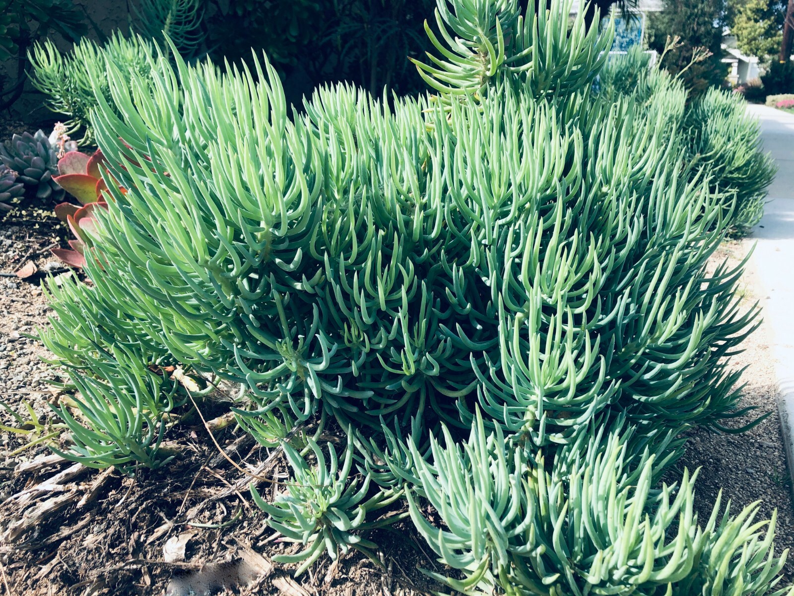 9X Senecio Vitalis Blue Serpents Chalk Fingers Sticks Succulent Plant 6″ Cutting