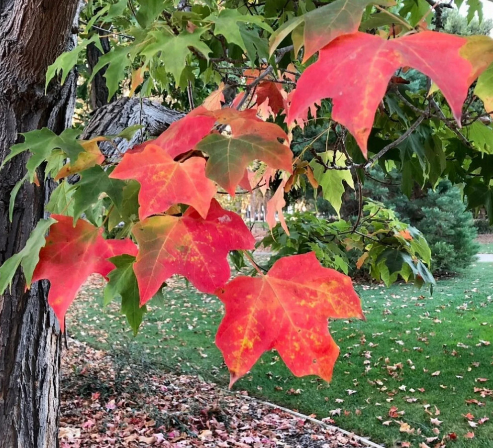 2 Live Sugar Maple Plants – 6” Tall – 4” Pot – Shade Tree for Garden & Landscape