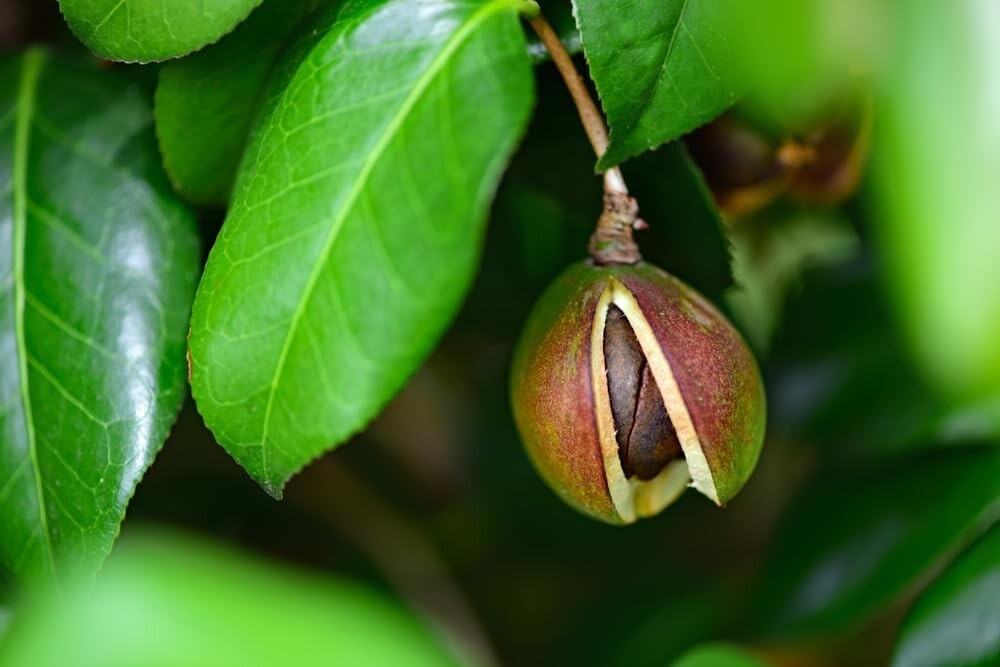 Tea Oil Camellia Tree 5 Seeds Camellia oleifera