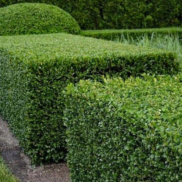 3 Plants ‘Green Velvet’ (Boxwood) Evergreen, 2.5 – Size Container