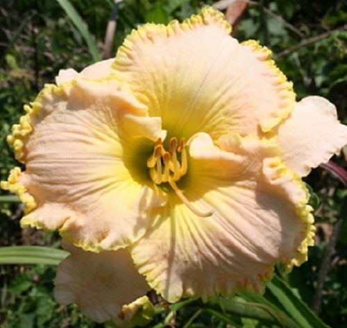 ED BROWN 2 fans Daylilies perennial return every year multiplying