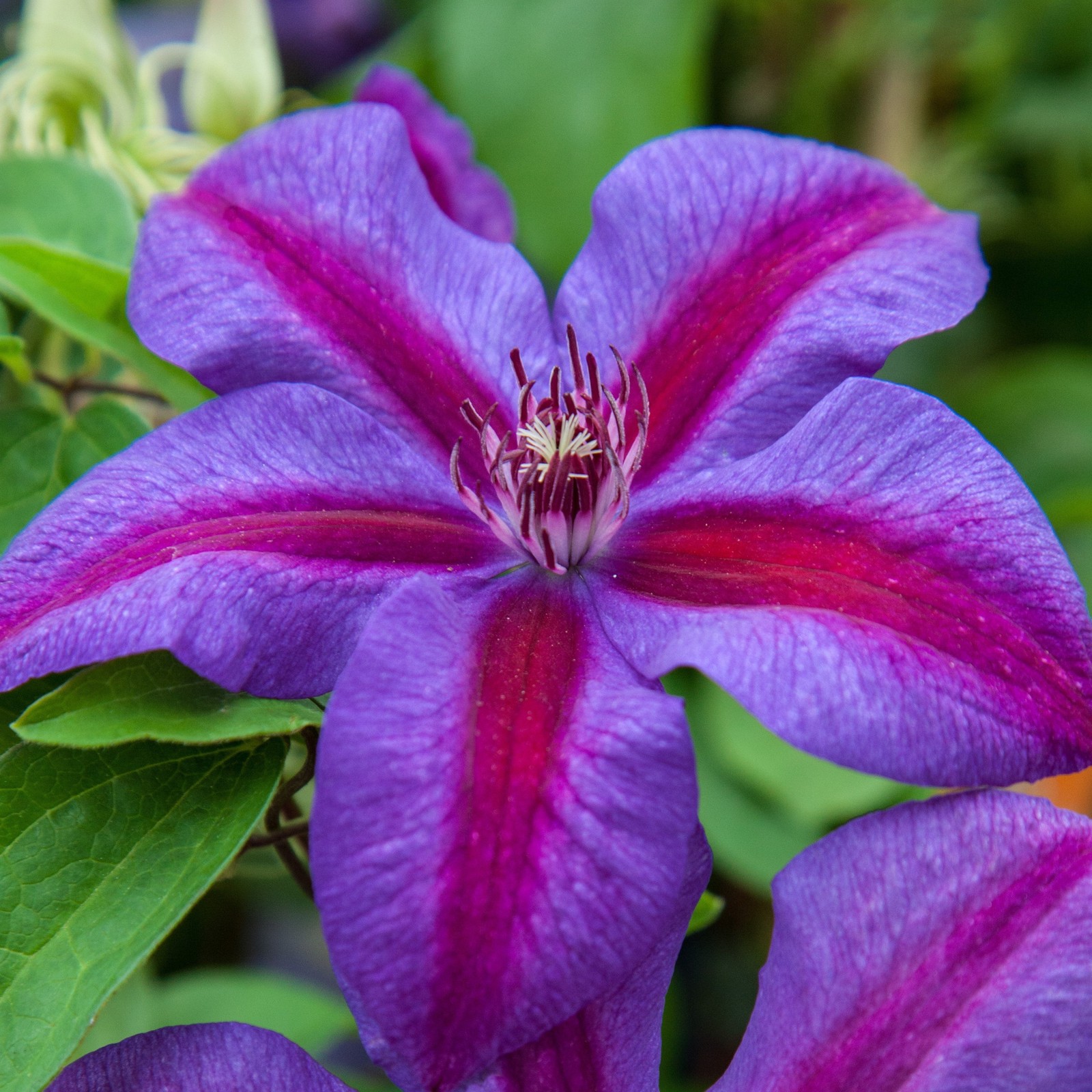 Clematis Mrs. N Thompson 1 Potted Vine Plant Rooted in Quart Pot, Easy to Grow