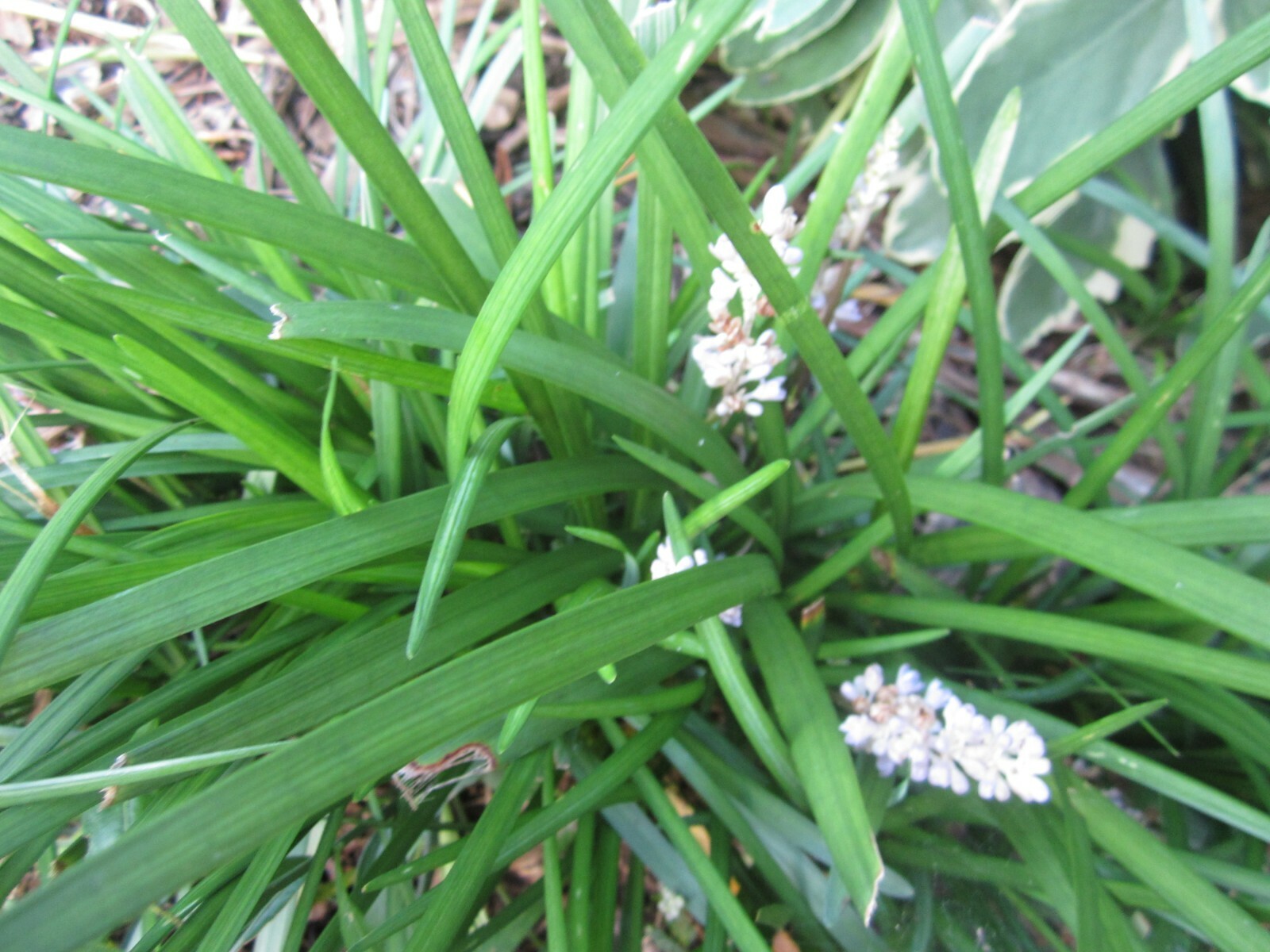 101 LIRIOPE MONKEY GRASS PLANTS -LIRIOPE – PERENNIAL BORDER GRASS – 101 PLANTS