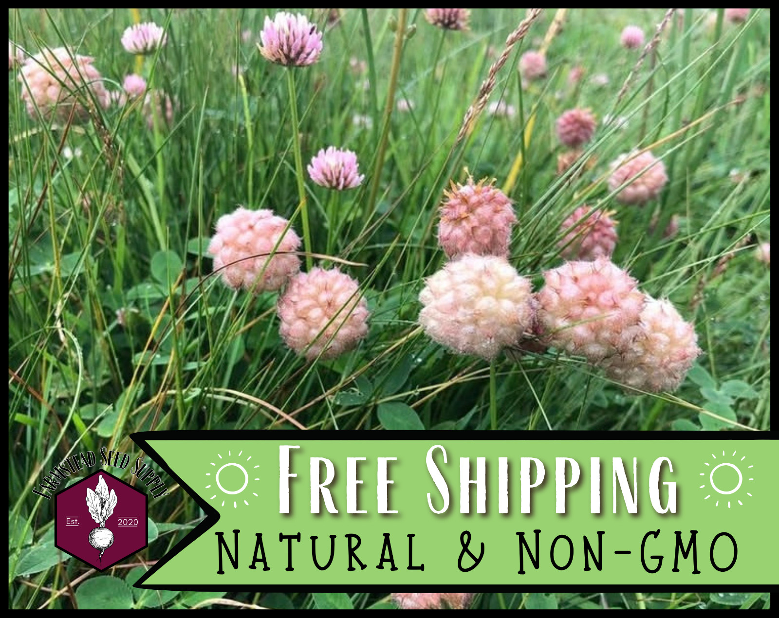 1,150+ Strawberry Clover Seeds | Pollinator Flower Seeds, Trifolium fragiferum