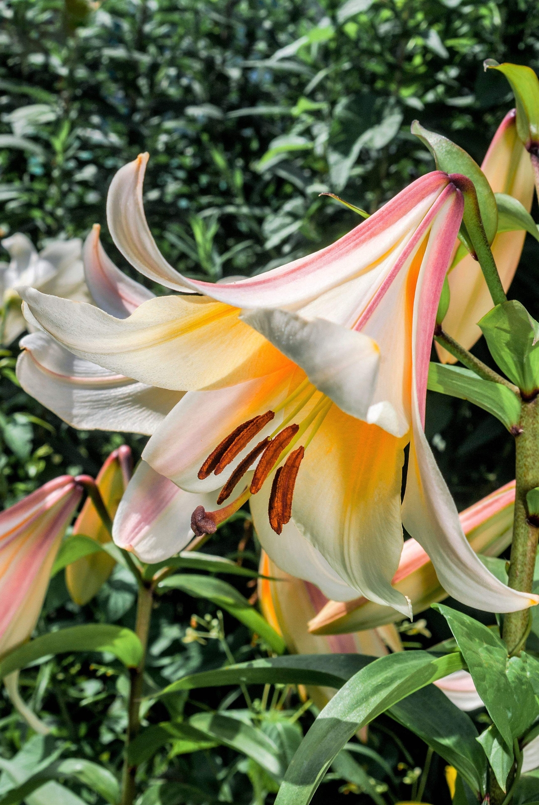 10 REGAL TRUMPET LILY Royal King’s Lilium Regale White Pink Yellow Flower Seeds