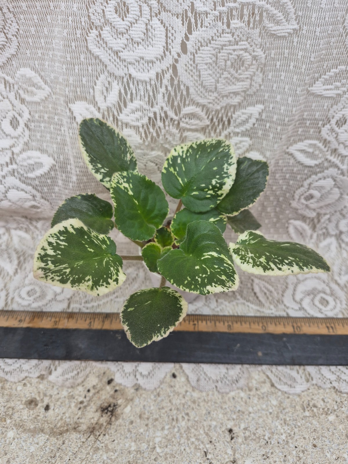 African Violet Plant — Harmony’s Lucky Lady ~~ Variegated Standard