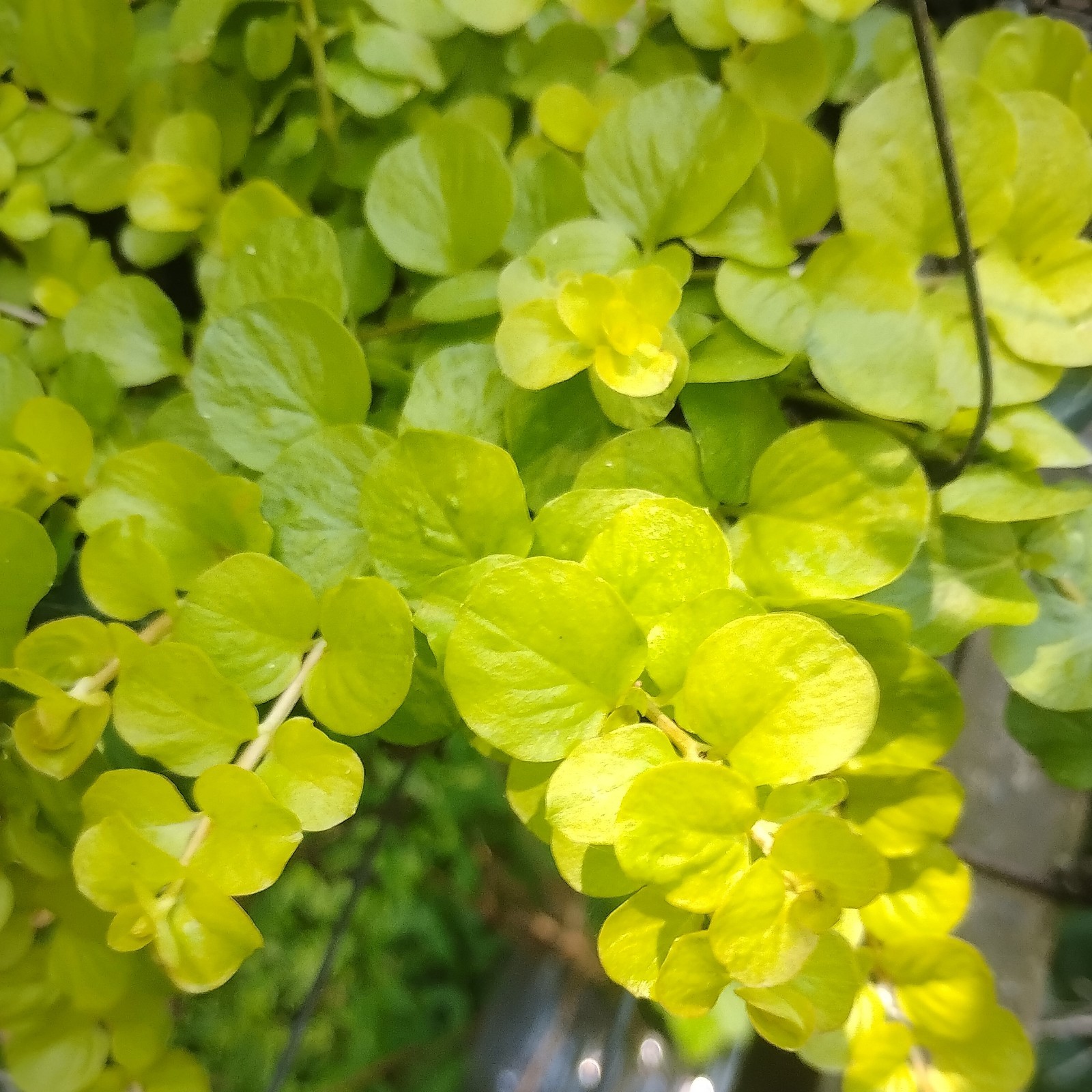 6 CREEPING JENNY PLANTS. VERY EASY PERENNIAL GROWER! GREAT TRAILER FOR POTS!