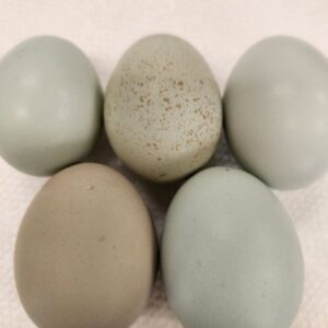 Easter Egger hatching eggs