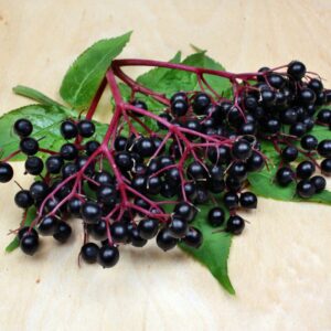 Large Bob Gordon elderberries on productive plants