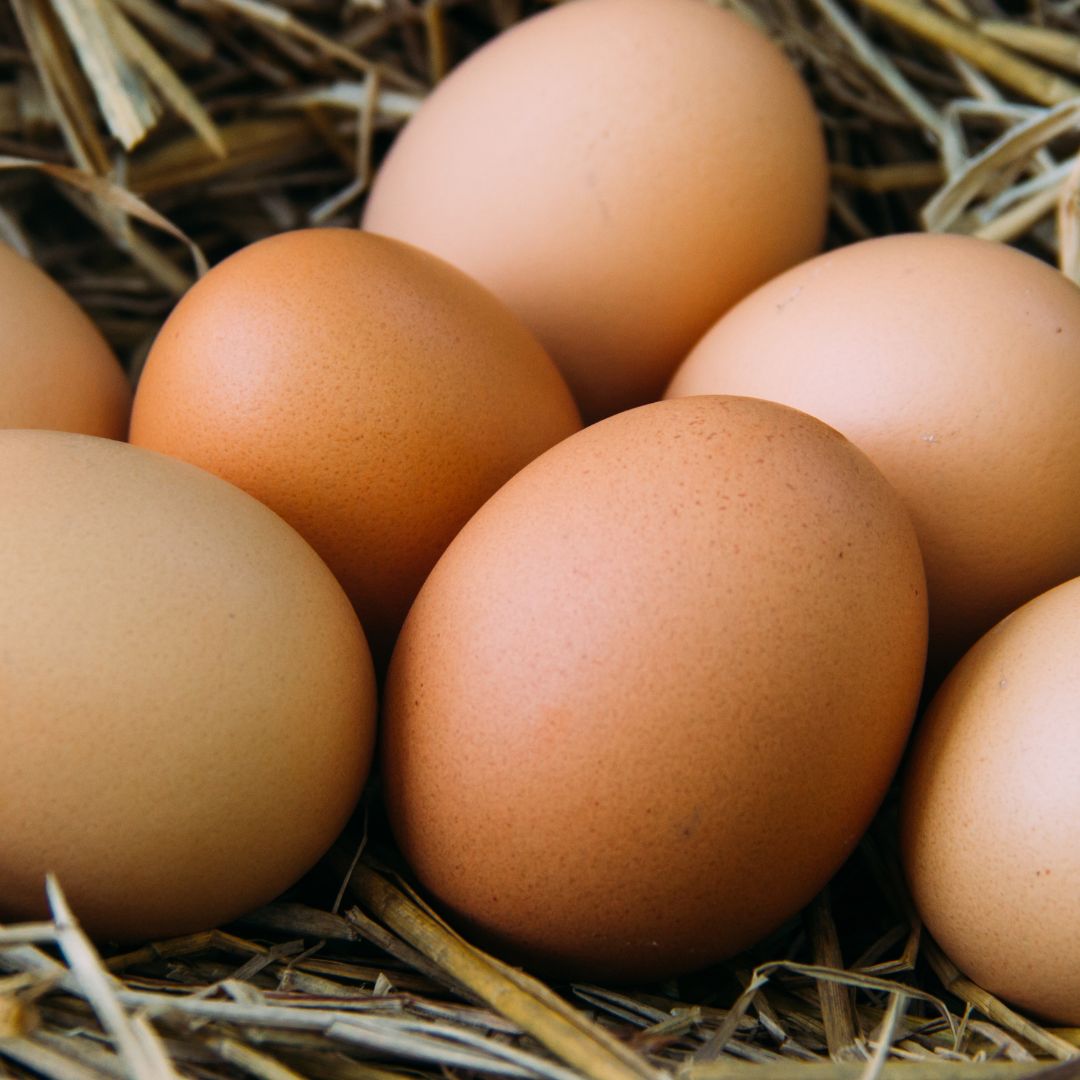 Lavender Orpington Hatching Eggs